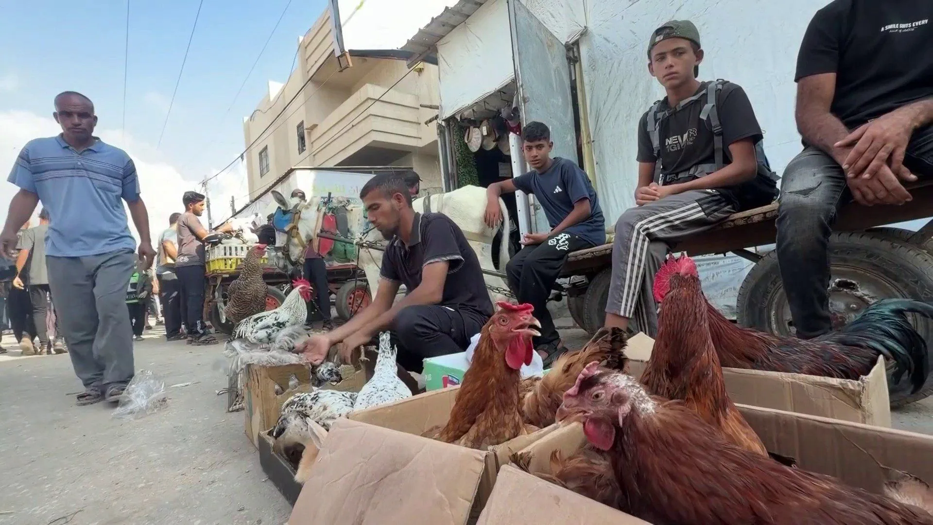 تجارة الطيور في غزة تستعيد نشاطها وسط قفزات حادة في الأسعار