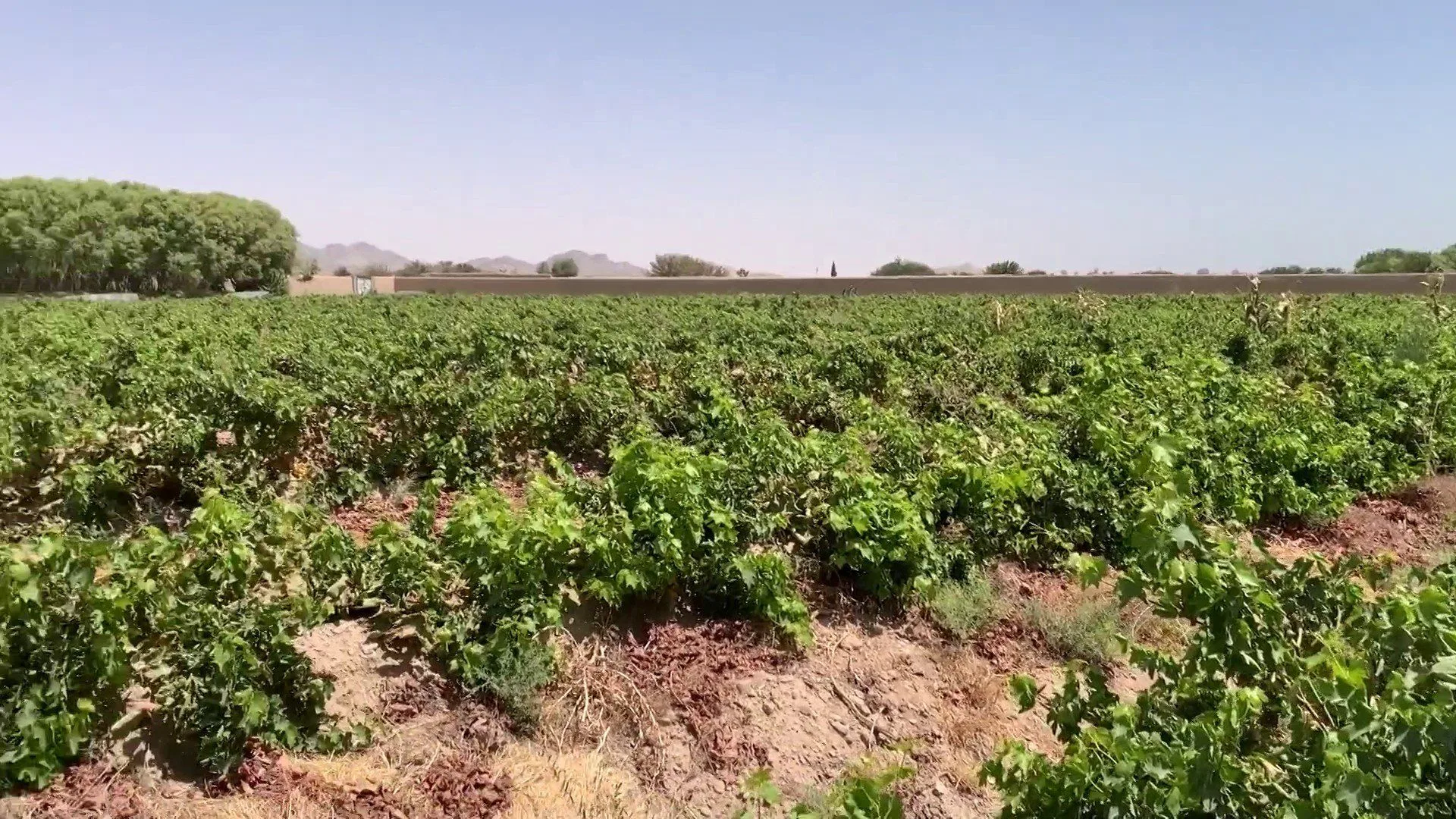 إغلاق طرق التصدير يهدد محاصيل أفغانستان والتجفيف آخر الحلول